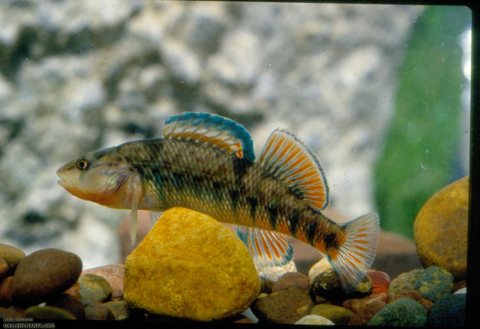 Rainbow Darter (4)