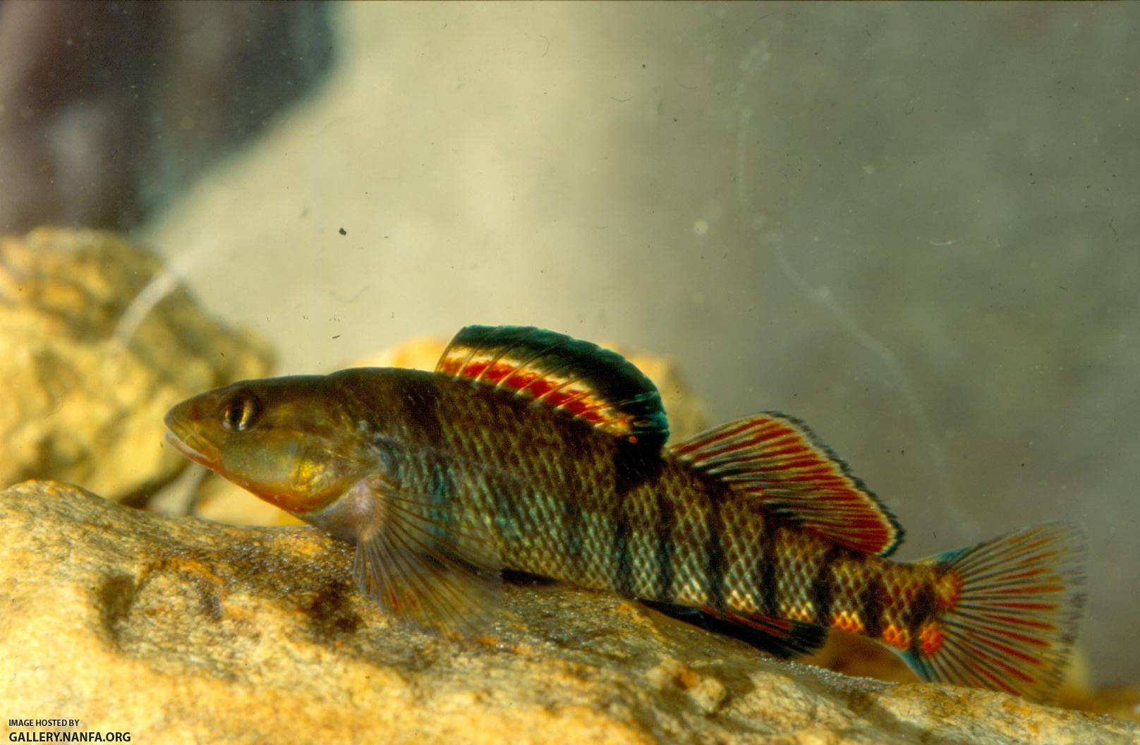 Rainbow Darter (5)