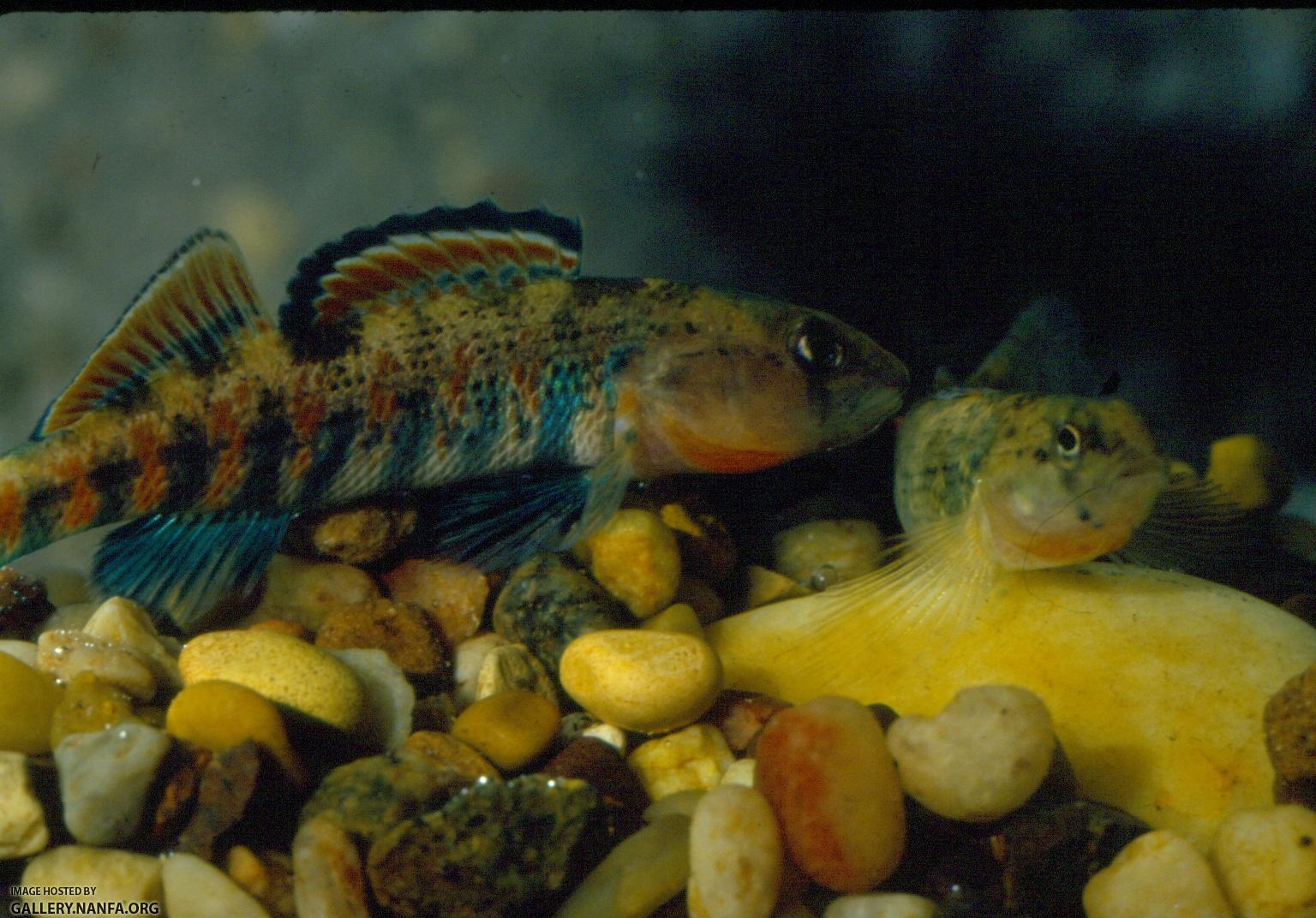 Rainbow Darter (6)