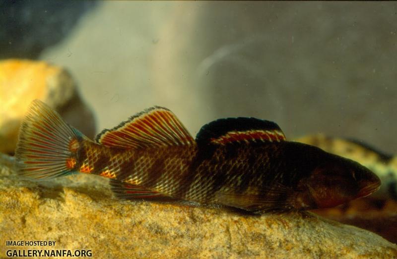 Rainbow Darter (8)