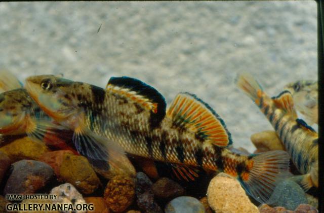 Rainbow Darter (9)