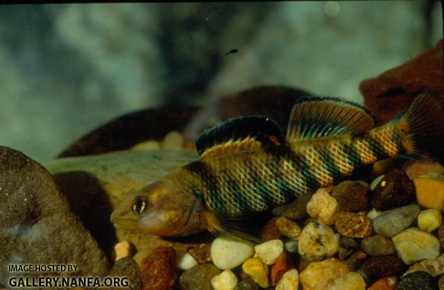 Rainbow Darter