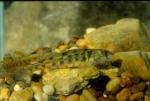 Redband Darter