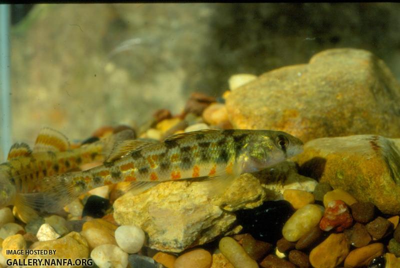 Redband Darter