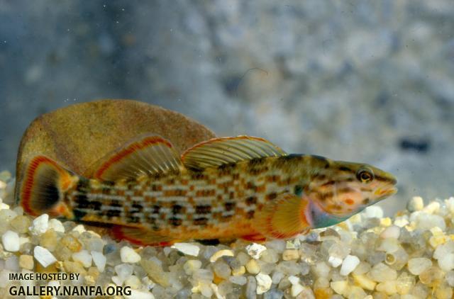 Redline darter (3)