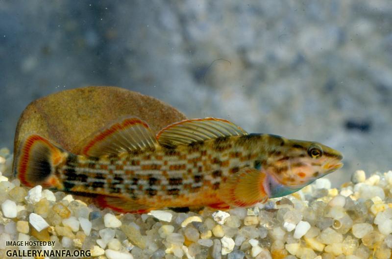 Redline darter (3)