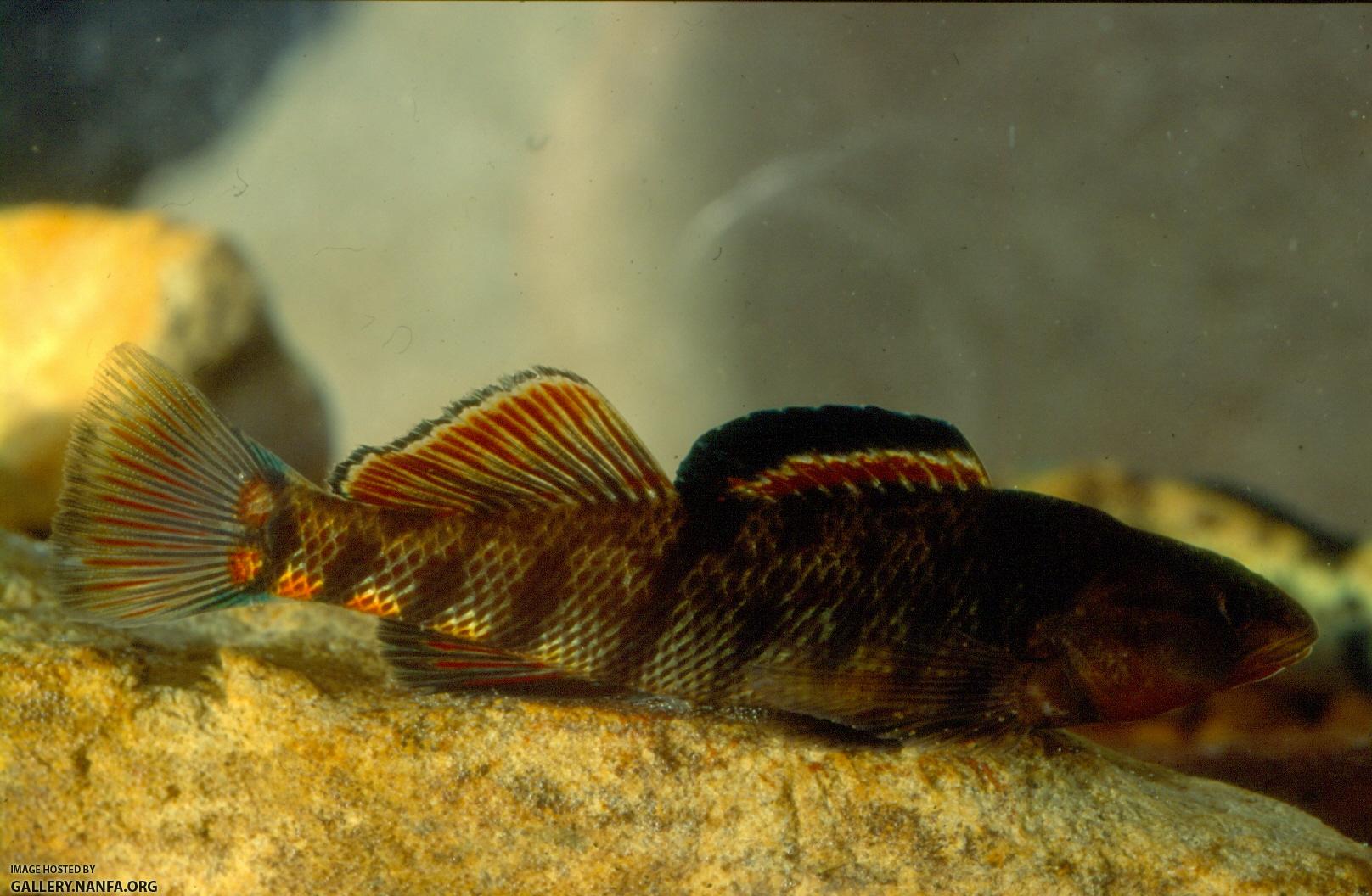 Rainbow Darter (8)