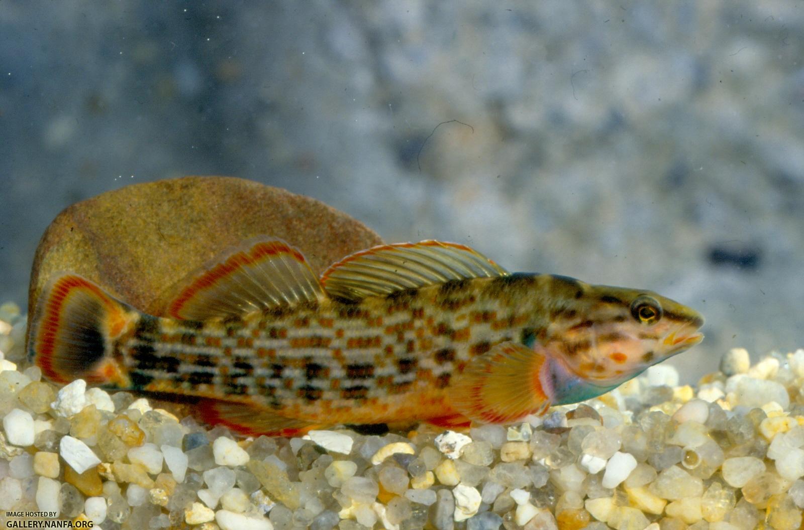 Redline darter (3)