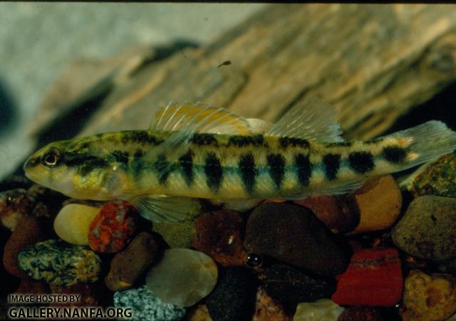 Roanoke Darter (2)