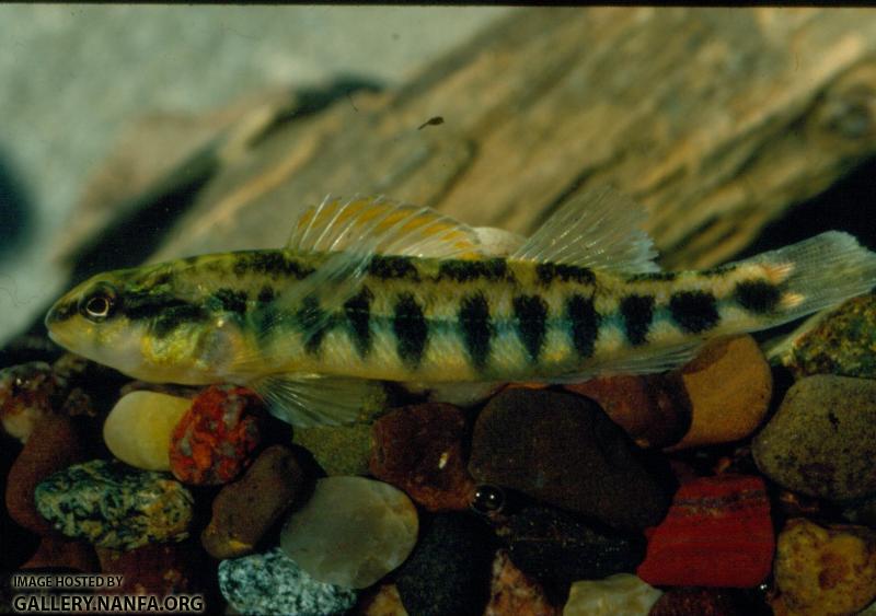 Roanoke Darter (2)