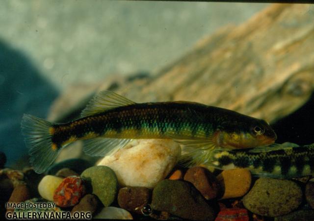 Roanoke Darter