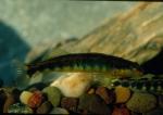 Roanoke Darter