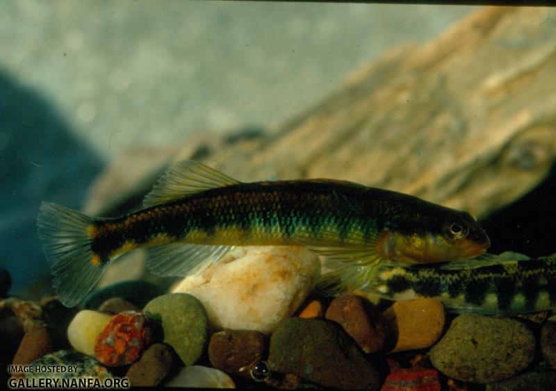 Roanoke Darter