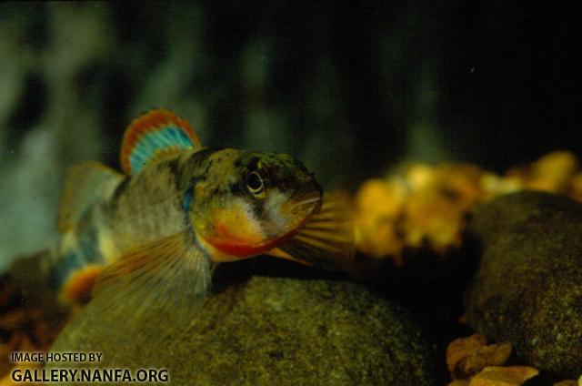 Saddle Darter (2)