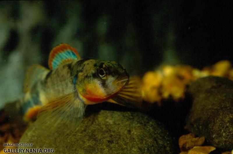 Saddle Darter (2)