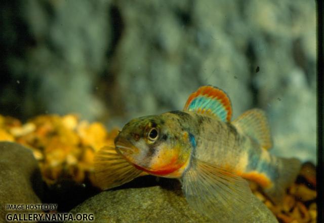 Saddle Darter