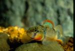 Saddle Darter