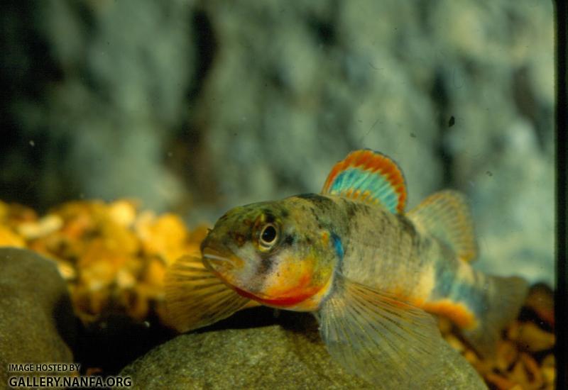 Saddle Darter