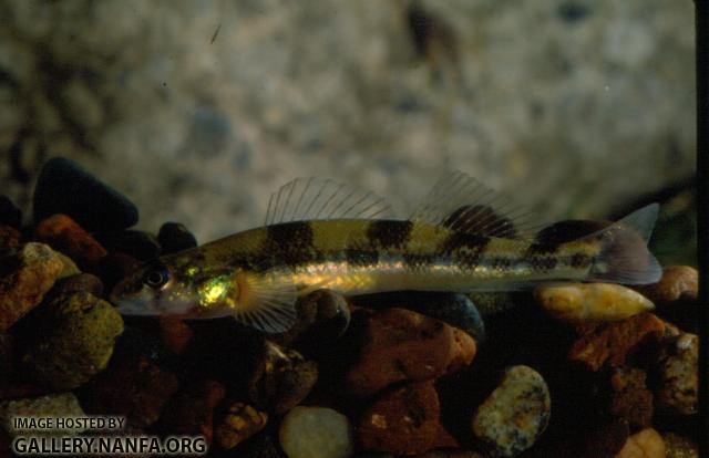 Saddleback Darter