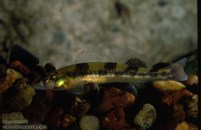 Saddleback Darter