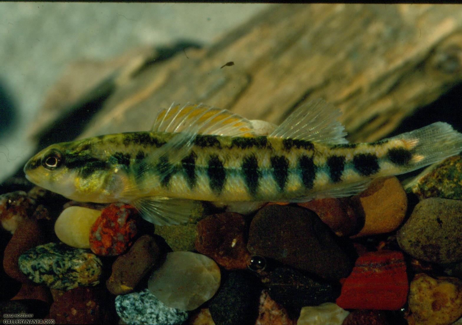 Roanoke Darter (2)