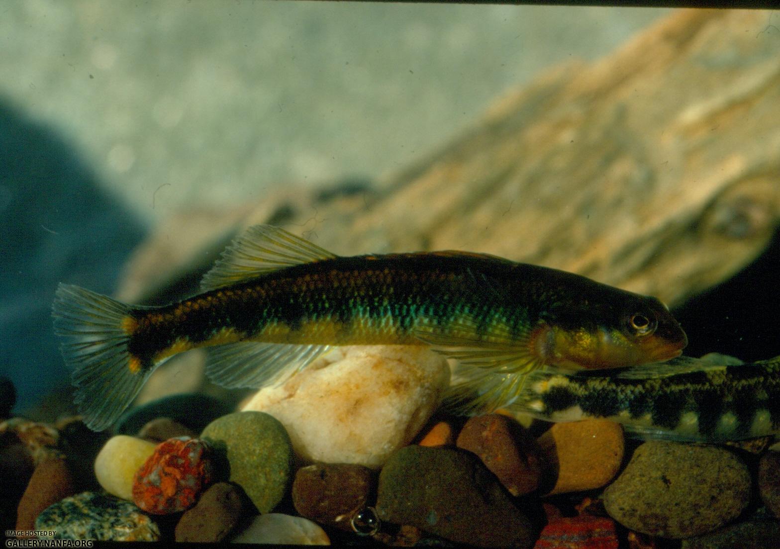 Roanoke Darter