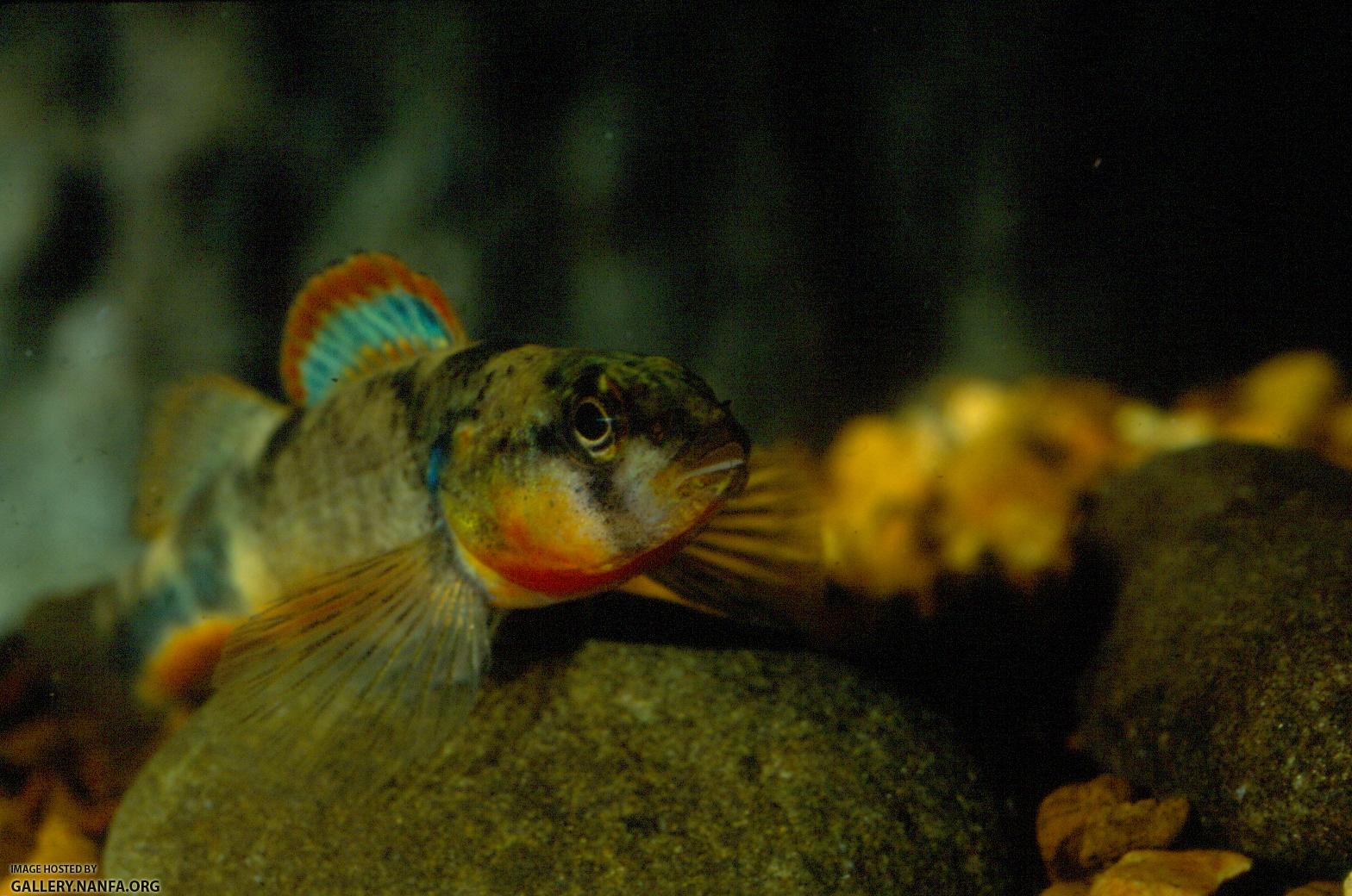 Saddle Darter (2)