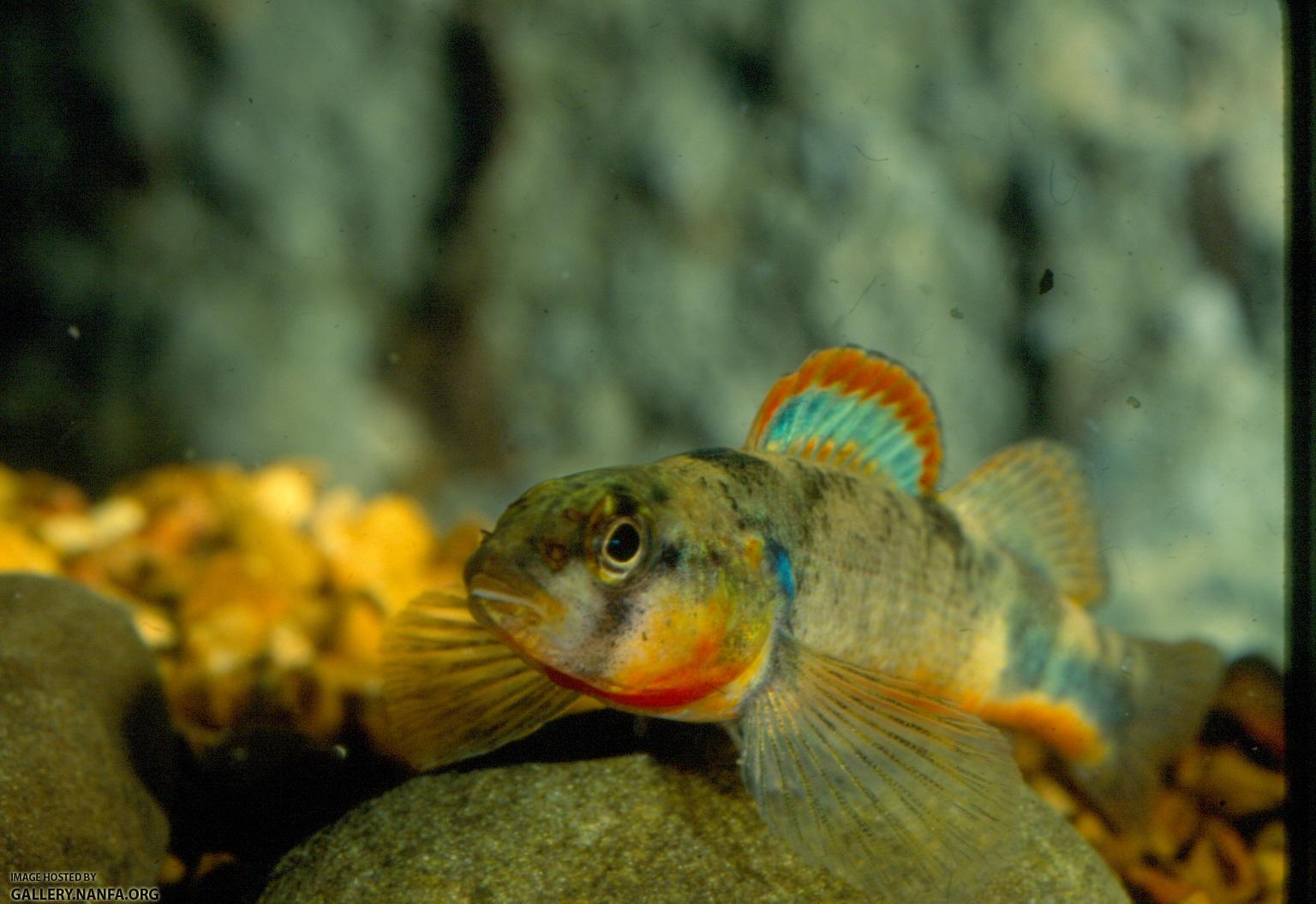 Saddle Darter