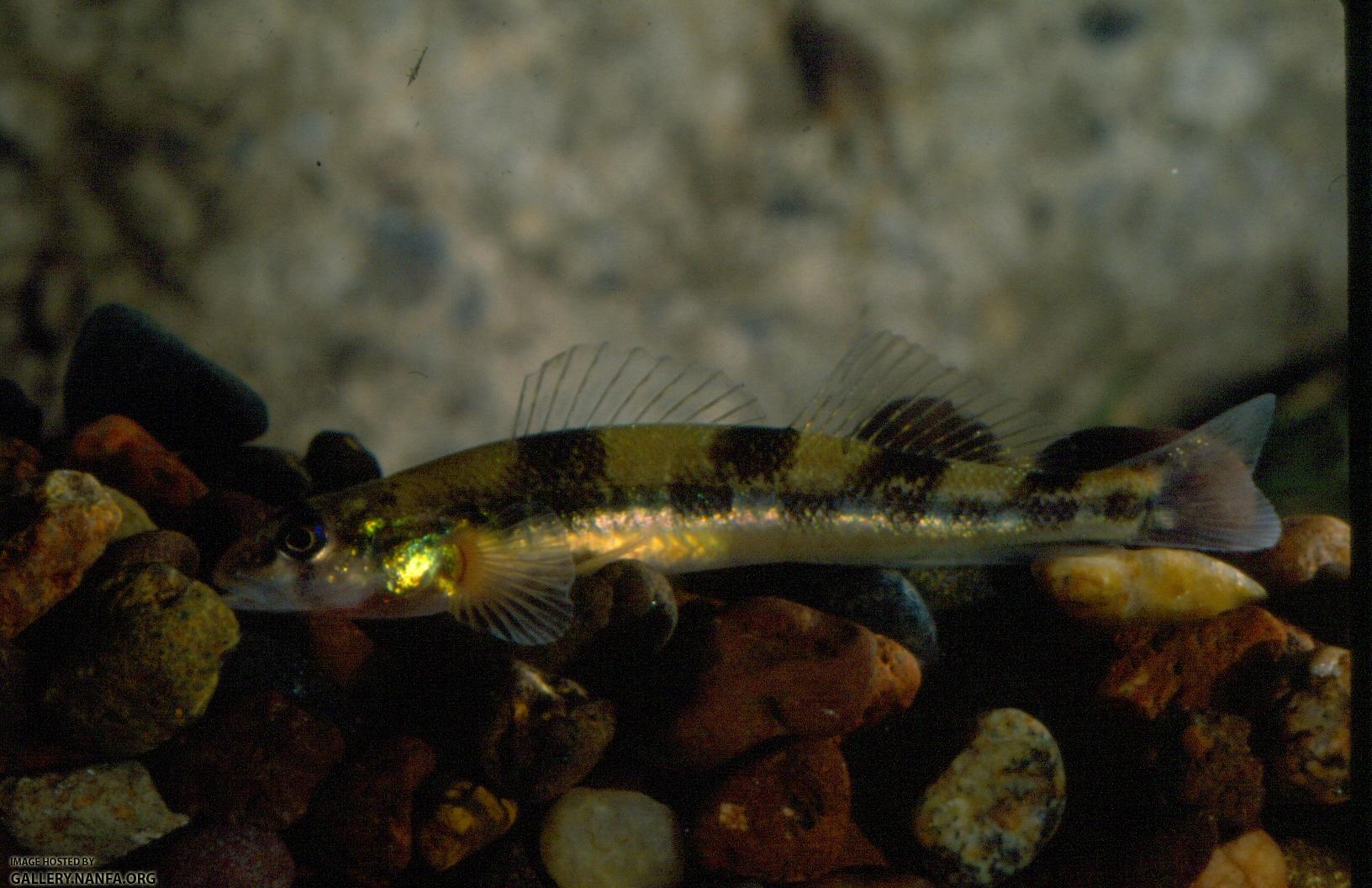 Saddleback Darter