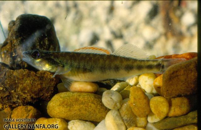 Slenderhead Darter