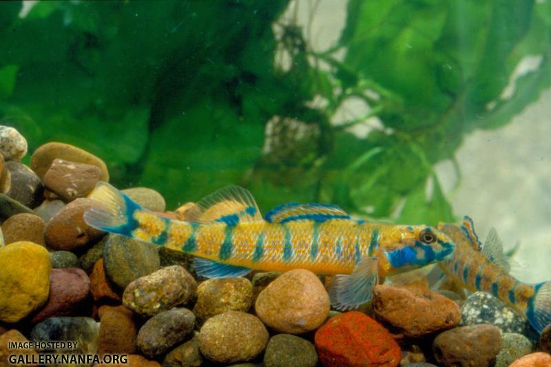 Speckled Darter (2)