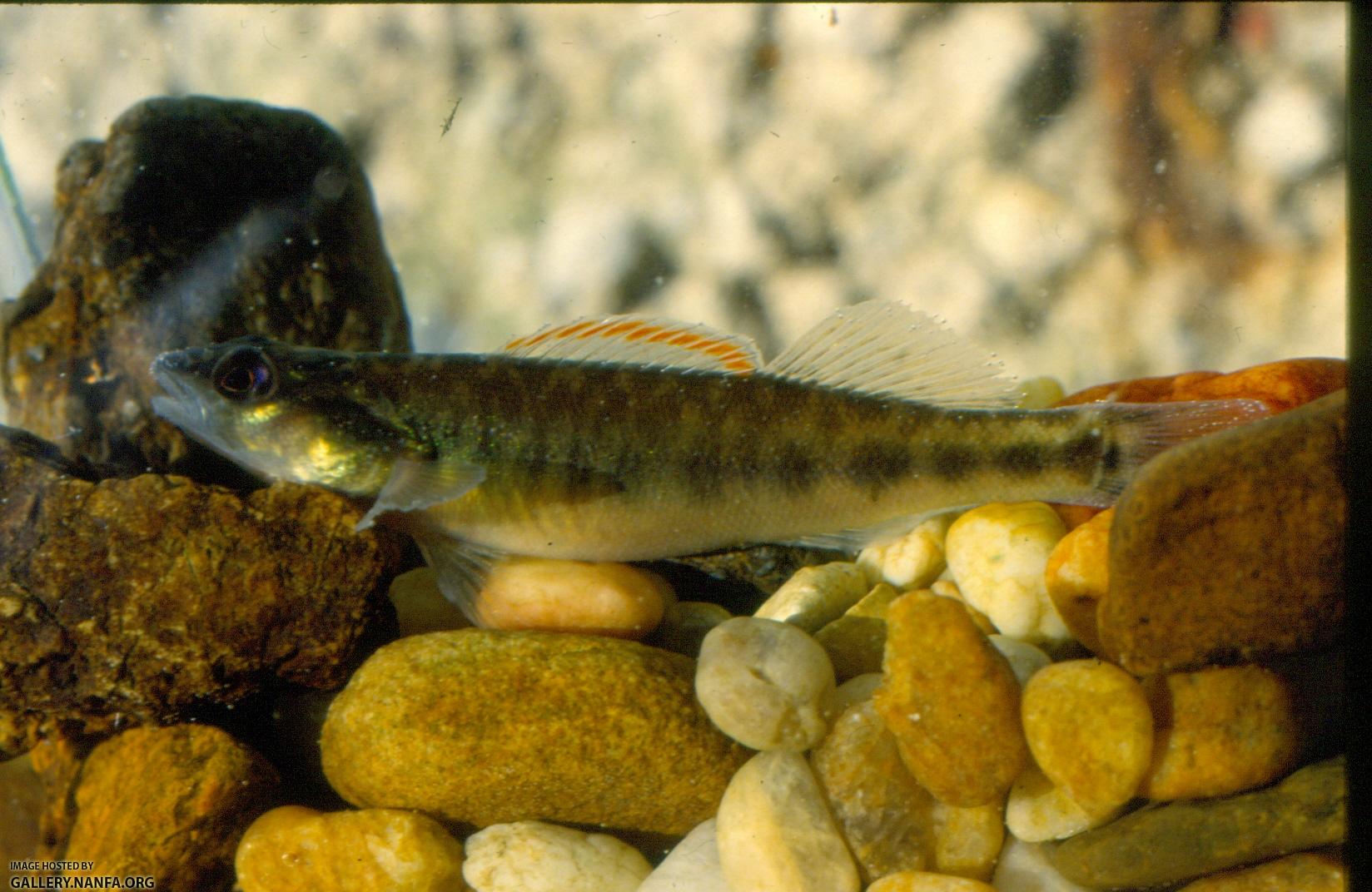 Slenderhead Darter