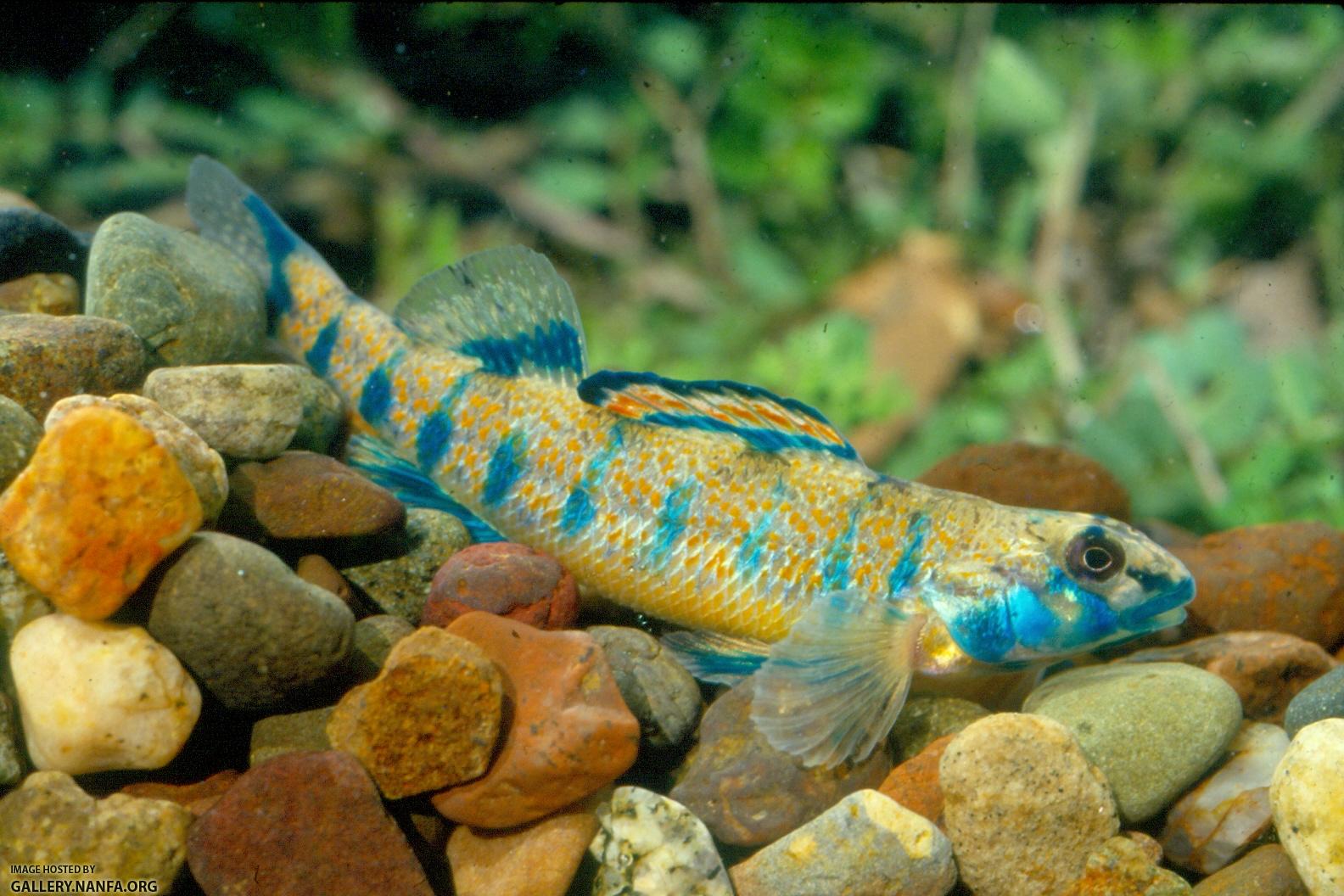 Speckled Darter