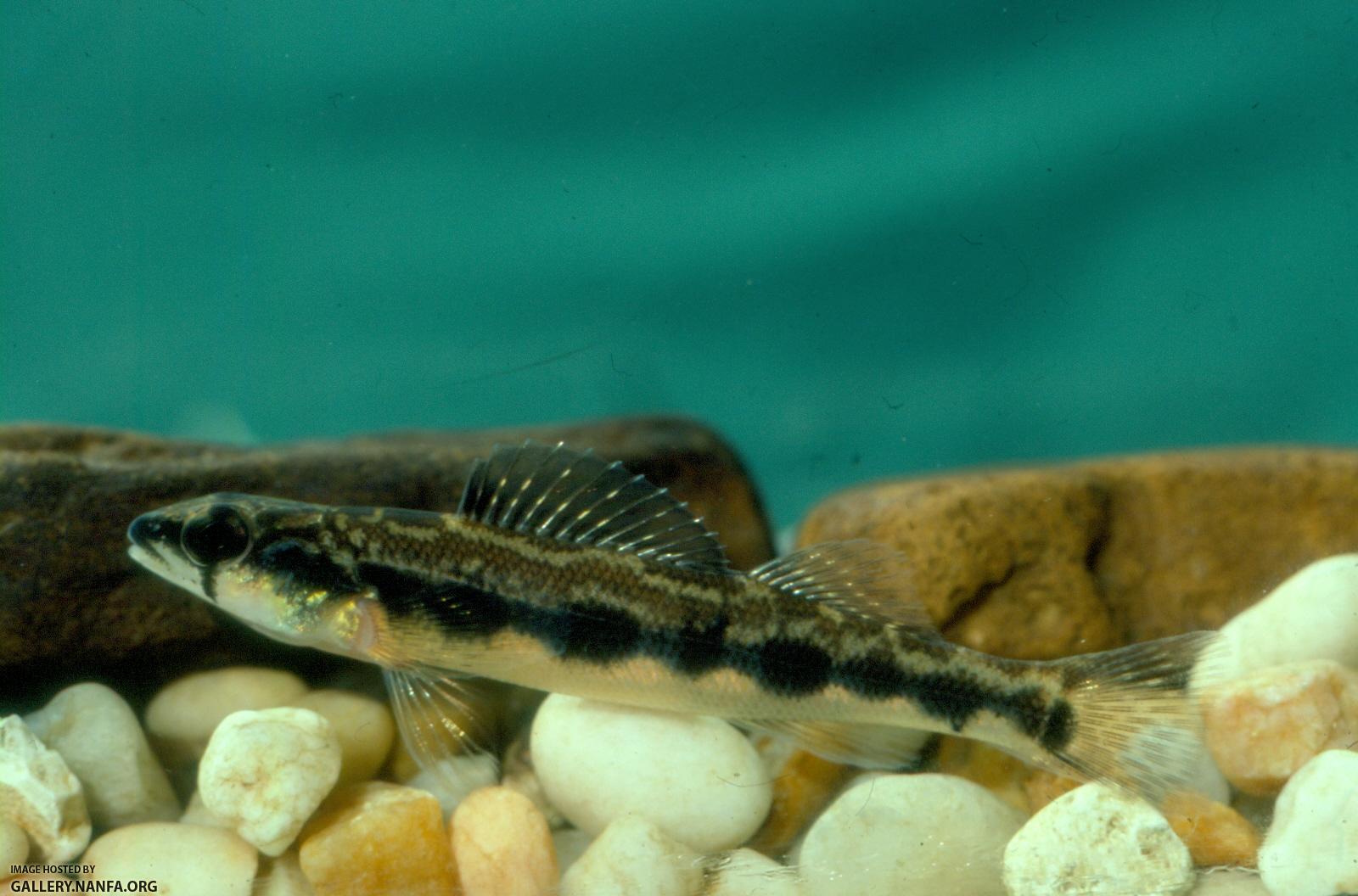 Stripeback Darter