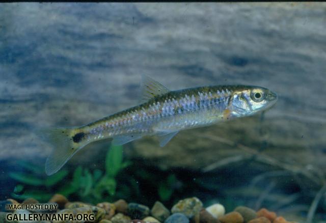 Alabama Shiner