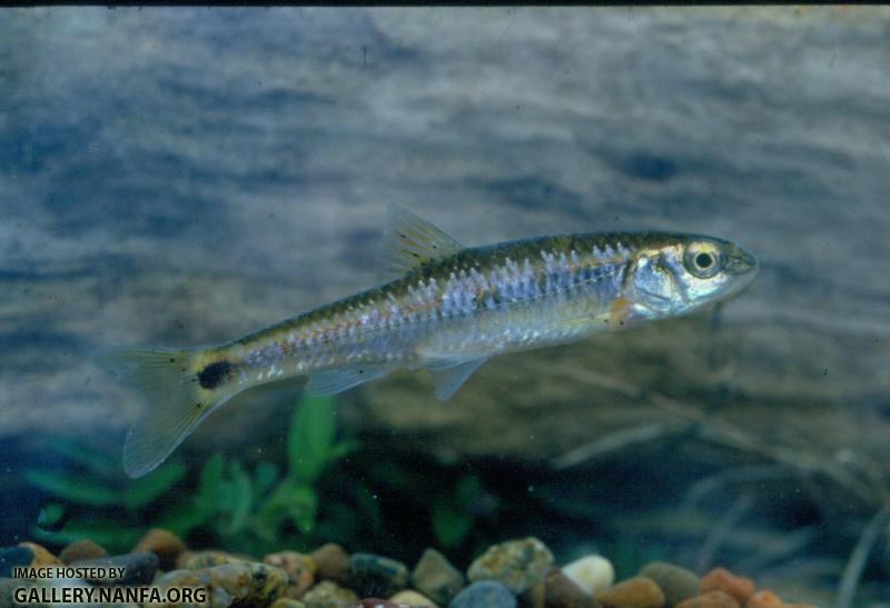 Alabama Shiner