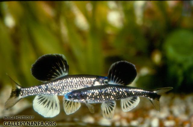 Bluenose Shiner (2)