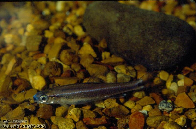 Bluenose Shiner