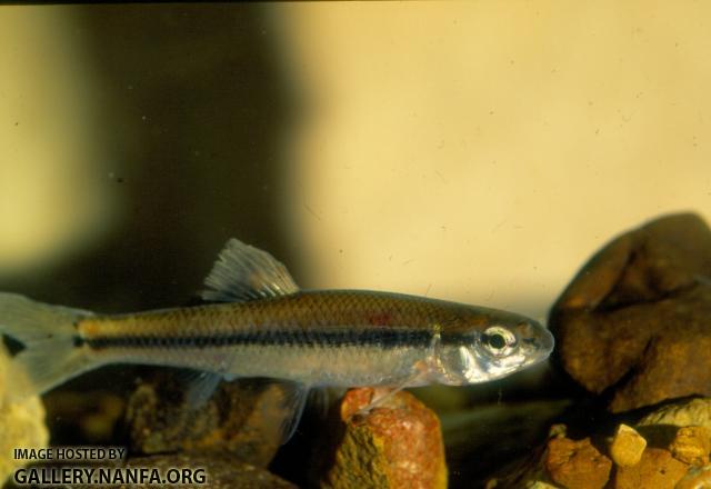 Bluntnose Minnow (2)