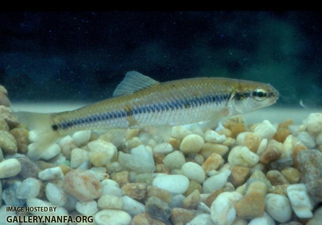 Bluntnose Minnow