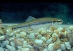 Bluntnose Minnow