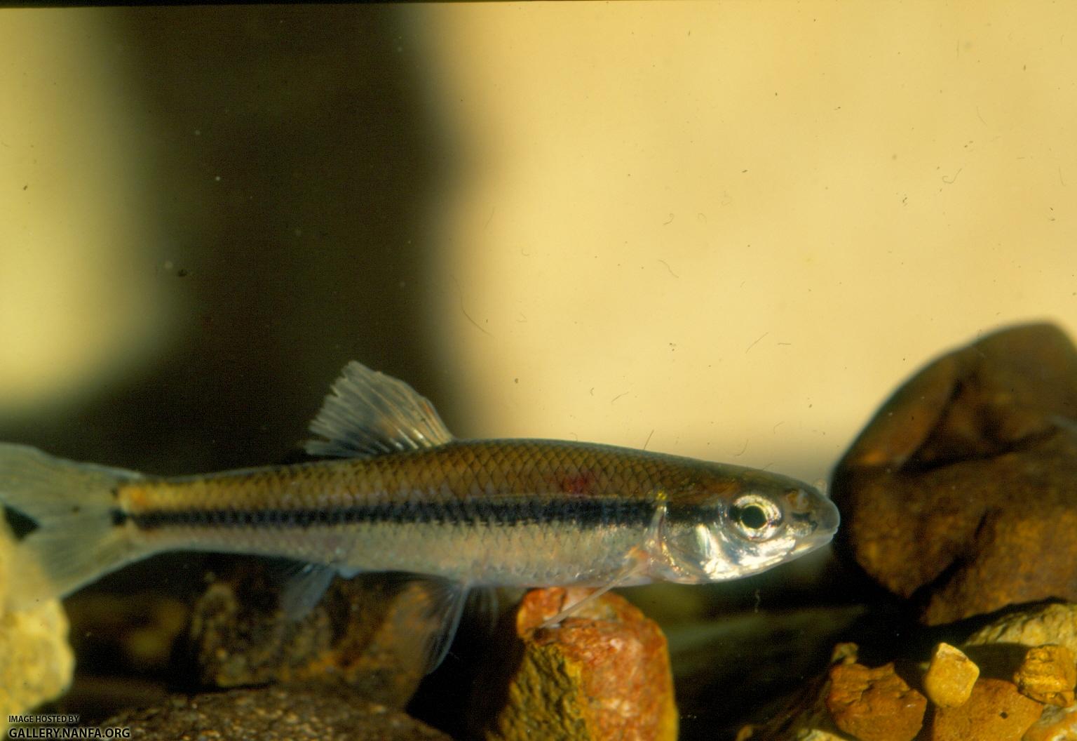 Bluntnose Minnow (2)