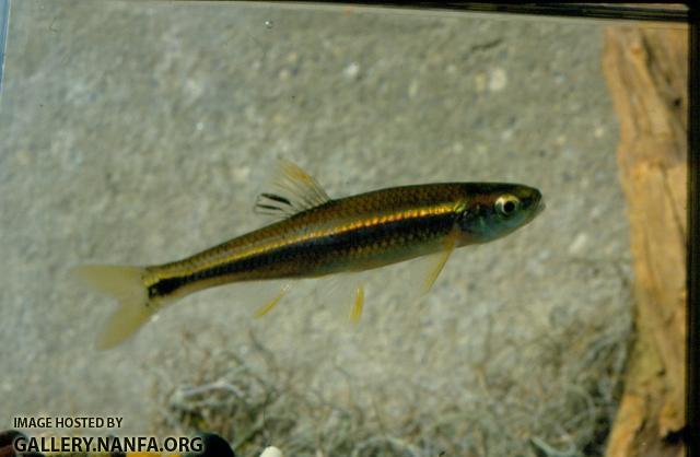 Conasauga Shiner