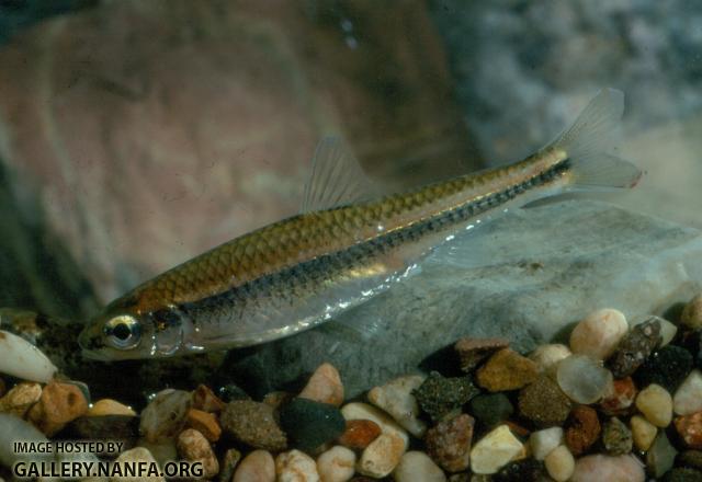 Coosa Shiner (2)