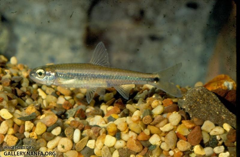 Coosa Shiner