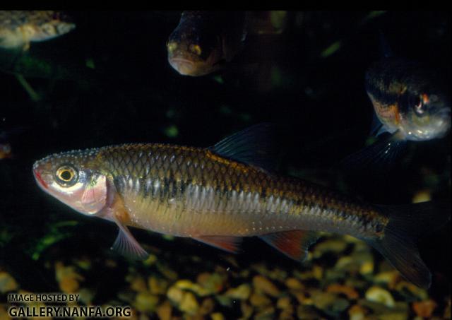 Crescent Shiner