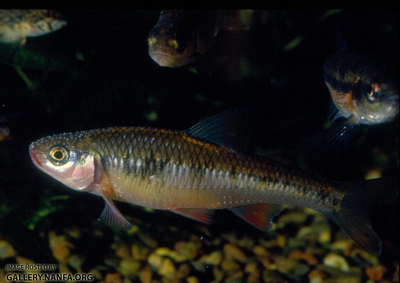 Crescent Shiner