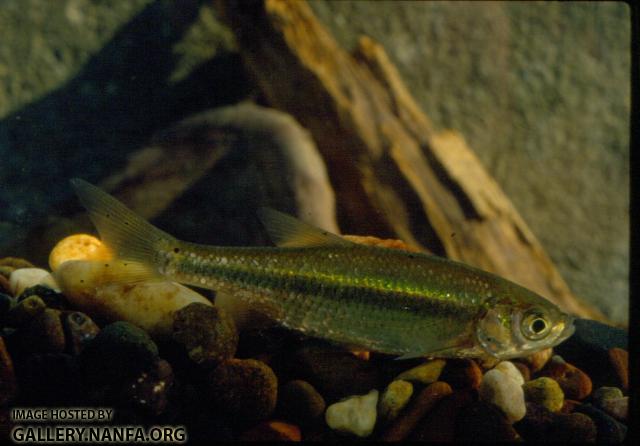 Golden Shiner