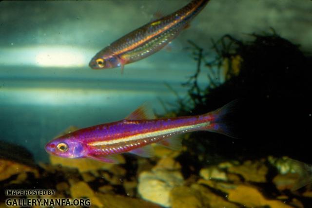 Rainbow Shiner (2)