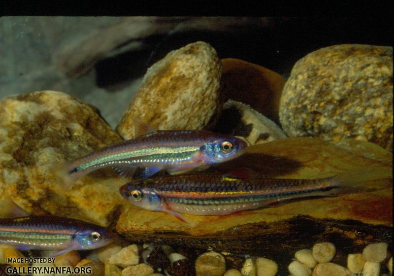 Rainbow Shiner